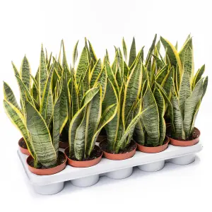 Sansevieria Laurentii - Elegant Indoor Snake Plant for UK Homes, Low Maintenance (30-40cm Height Including Pot)