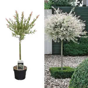 Salix Integra 'Hakuro Nishiki' Tree 60cm in Height - Ornamental Flamingo Willow