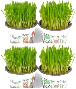 4 x Cat Grass Hordeum Living Plants in 12cm Pots - Growing Plants NOT SEED