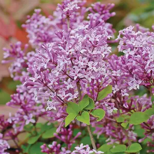 Dwarf Lilac Standard Potted Plant in 2 Litre Potted Plant x 2 - Fragrant Blooms - Perfect for Pollinators