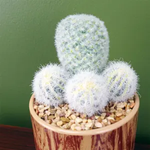 20cm Artificial Cactus Plant Arrangement in Ceramic Planter