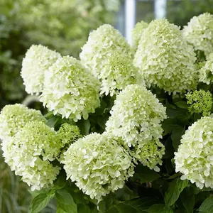 Little Spooky Outdoor Shrub Plant Hydrangea Paniculata Flowers 2L Pot