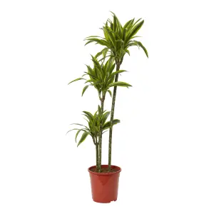 Verve Dracaena fragrans in Plastic Grow pot 24cm