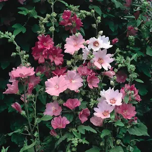 Lavatera Burgundy Wine 3 Litre Potted Plant x 1