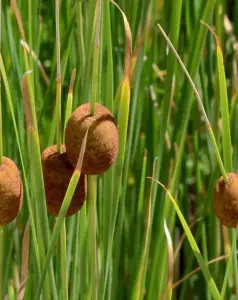 Lincolnshire Pond Plants Ltd Marginal Plants - Pond Plants (Typha Minima)  - 3x 1 Litre Plants