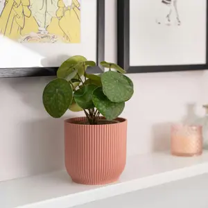 Blooming Artificial - 25cm / 0.75ft Artificial Pilea Bush