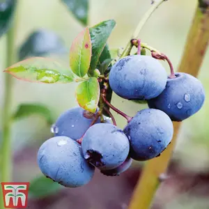 Grow Your Own Fruit  Blueberry (Vaccinium) Bluecrop 3 Litre Pot x 1