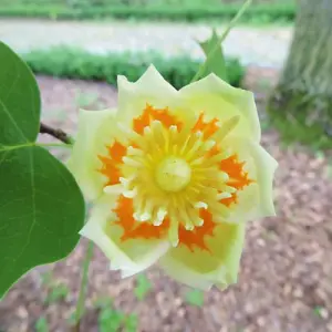 Liriodendron (Tulip Tree) tulipifera 9cm Pot x 1