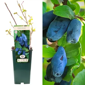 Honeyberry Boreal Blizzard - Hardy Edible Berry Shrub with Ornamental Value (30-50cm Height Including Pot)