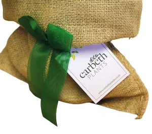 Monstera Cheese Plant in Hessian Gift Wrap & Gift Card - Fantastic Plant Gift