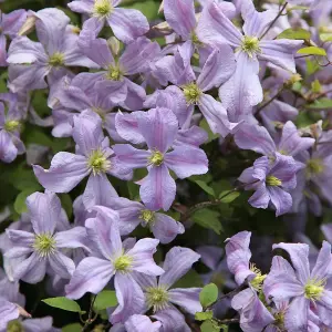 Clematis Prince Charles Blue Flowering Vine Climbing Plant 60cm Cane 3L Pot