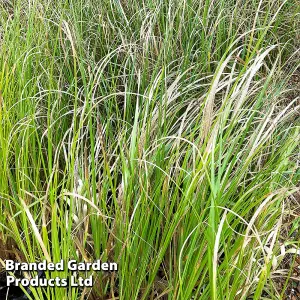 Cortaderia selloana White 11cm Pot x 6