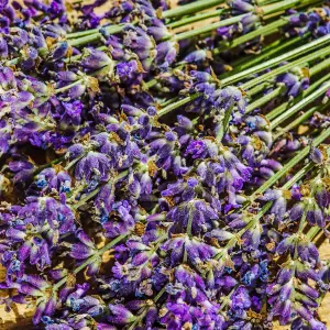 Lavender Hidcote Herb Plant - English Lavender, Deep Purple Flowers, Compact (5-15cm Height Including Pot)