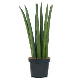 Sansevieria Cylindrica - Indoor African Spear Home Office Plant, Drought-tolerant Houseplant in 12cm Pot (30-40cm)