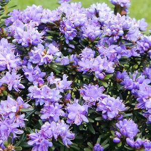 Rhododendron Purple Pillow (15-25cm Height Including Pot) Garden Plant - Compact Shrub, Purple Blooms