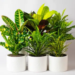 Croton Plants Indoor - Mix of 6 Real House Plants in 13cm Growers Pots