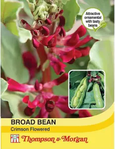 Broad Bean Crimson Flowered 1 Seed Packet (30 Seeds)