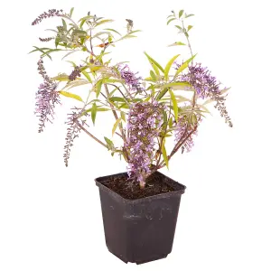 Buddleia davidii 'Wisteria Lane' in a 9cm Pot - Butterfly Bush for Gardens Fragrant Pollenator Attracting Plants for Gardens Ready