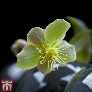 Helleborus sternii Silver Star 14cm Potted Plant x 2