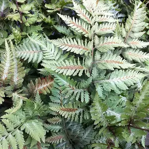 Painted Fern Metallicum Athyrium Niponicum Hardy Outdoor Ferns Plant 2L Pot