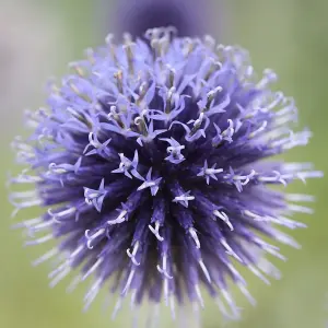 Veitch'S Blue Small Globe Thistle Perennials Flowering Plants Echinops 2L Pot