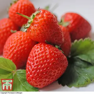 Strawberry (Fragaria) Malling Centenary 6 Bare Roots - Outdoor Fruit Plants for Gardens, Pots, Containers