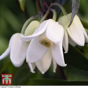 Clematis Winter Beauty 1 x Potted Plant + Trellis Tower Patio Pot (Black/Gold) - Winter Flowering - Ideal For Patios