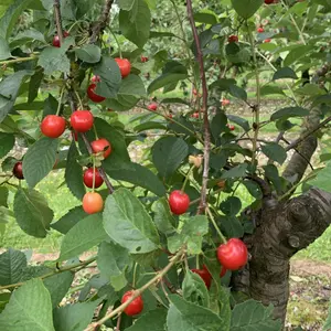 Cherry Morello - Fruit Tree, Outdoor Garden Plant Patio Trees (4-5ft Height, 7.5L Pot)