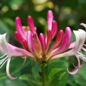 Lonicera Red World - Vibrant Climbing Vine with Red and White Blooms (15-30cm Height Including Pot)