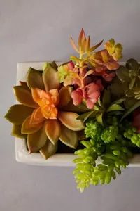 Fiori Mixed Succulents with Cement Pot Artificial Plant Foliage