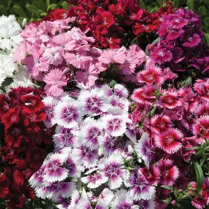 6 x Dianthus Carnation Festival Mixed Pack - Colourful Flowers - Bedding Plants - Ideal for Pots, Containers & Beds in UK Gardens