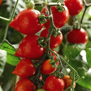 Tomato Heartbreakers Vita F1 1 Seed Packet