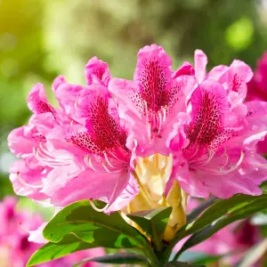 2 x Rhododendron Cosmopolitan Plants - 15-20cm in Height - 9cm Pots