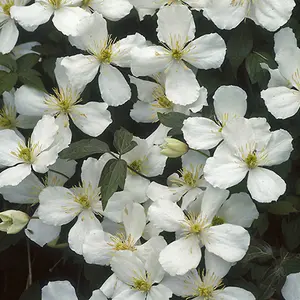 Clematis Montana Collection - Supplied as a Set of 3 Montana Clematis in 9cm Pots (Pack of 3)