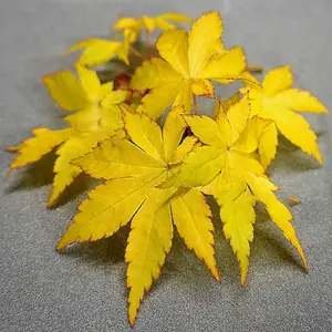 Acer Summer Gold - Golden Foliage, Outdoor Plant, Ideal for Gardens, Compact Size (50-70cm Height Including Pot)