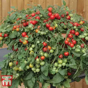 Tomato Red Profusion 1 Seed Packet (8 Seeds)