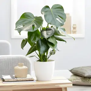 Monstera Cheese Plant Around 40-50cm in Height - Includes White Indoor Pot