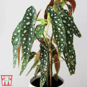 Houseplant Begonia Maculata - 1 Plant (12cm Pot)