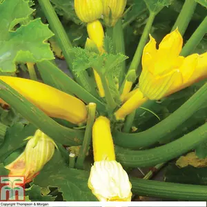 Courgette Orelia F1 1 Seed Packet (6 Seeds)