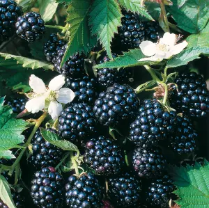 Lincolnshire Fruits Potluck Blackberry Potted 3Litre