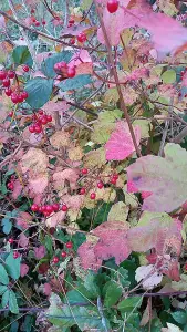 3-4ft Guelder Rose (Viburnum Opulus) Field Grown Bare Root Hedging Plants Tree Sapling - Pack of 10