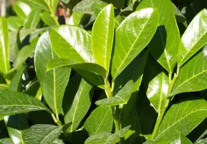 3x Cherry Laurel Evergreen Hedging Plants Large 2-3ft Supplied in 2 Litre Pots