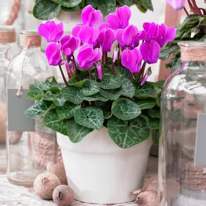 Cyclamen 'Purple' - Richly Colored Blooms for Winter Cheer, Compact and Perfect for Indoors (12cm)