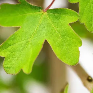 Hedges Direct Field Maple 40cm Height Native Hedge Plant