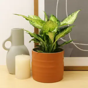 1 x Real Dumb Cane Indoor Plant Dieffenbachia Amy in 12cm Pot - Live Variegated Leopard Lily Foliage Air Purifying Houseplant