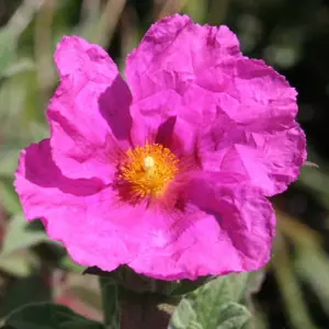 Cistus Sunset - Outdoor Flowering Shrub, Ideal for UK Gardens, Compact Size (15-30cm Height Including Pot)