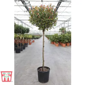 Photinia Little Red Robin Standards 1 x 3 litre Potted Plant