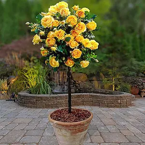 2 x Patio Standard Yellow Roses - Pair of Yellow 60-70cm Tall Bare Root - Rose Bushes for Gardens