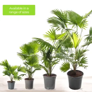 Livistona Palm - Elegant and Tropical Indoor Plant for Interior Spaces (30-40cm Height Including Pot)