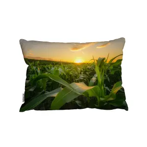 Young Green Corn Growing On The Field At Sunset (Cushion) (Cushion) / 30cm x 45cm